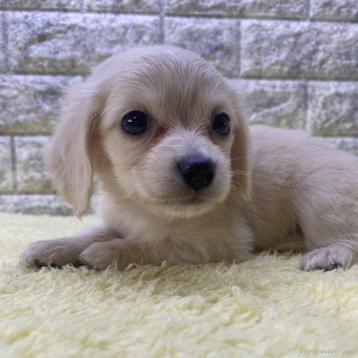 ダックスママ チワックス(チワワ×ダックスフンド)【埼玉県・女の子・2025年5月