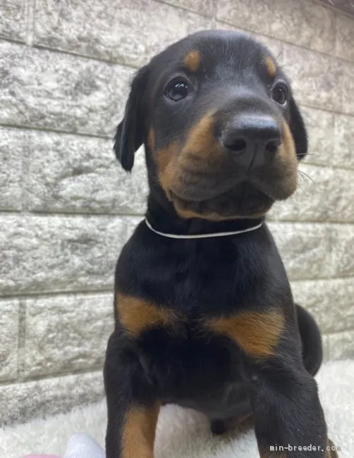 ID:2101-03432の子犬