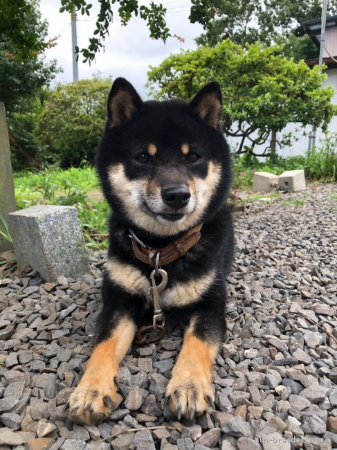 柴犬【・男の子・2018年4月17日・クロ】