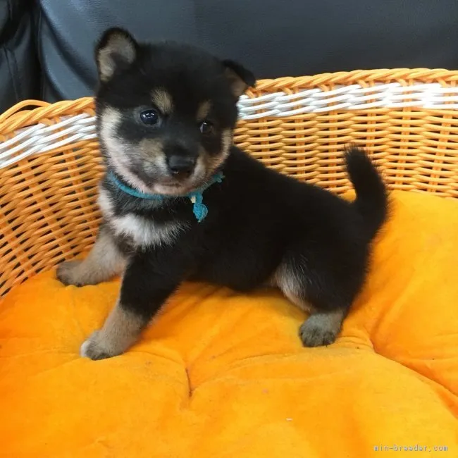 だい 様のお迎えした子犬