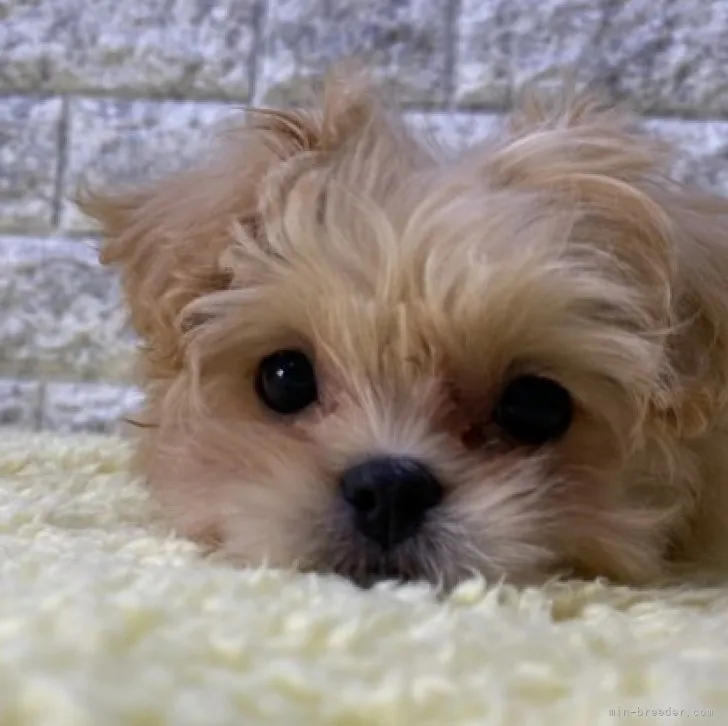 ID:2301-02085の子犬