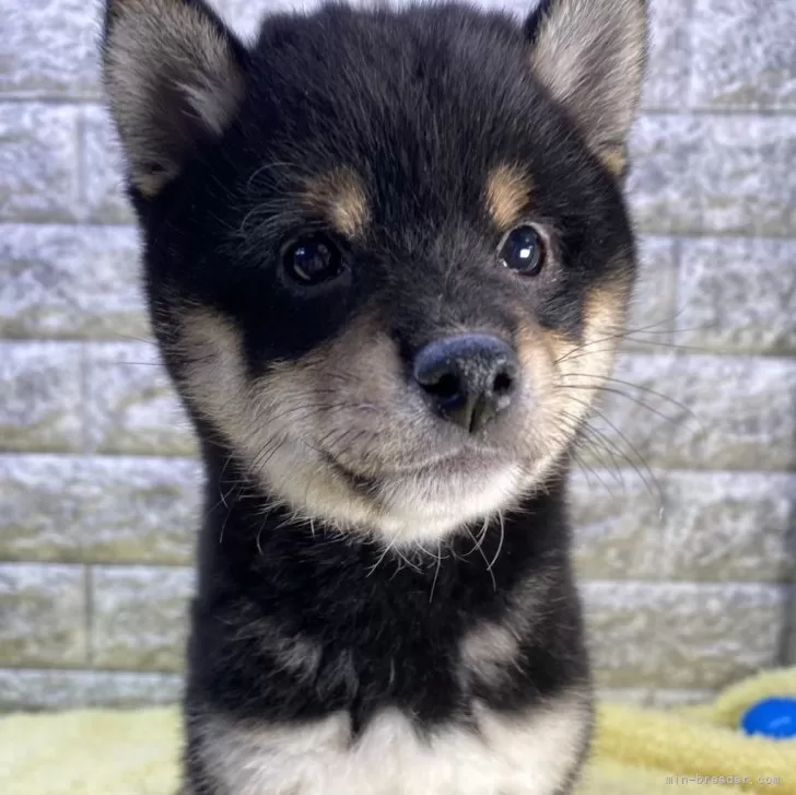M.K 様のお迎えした子犬