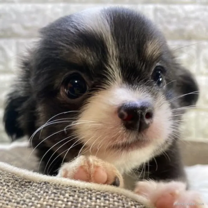 ID:2307-00190の子犬