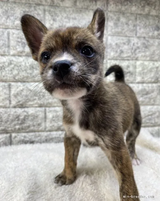 ID:2105-02745の子犬