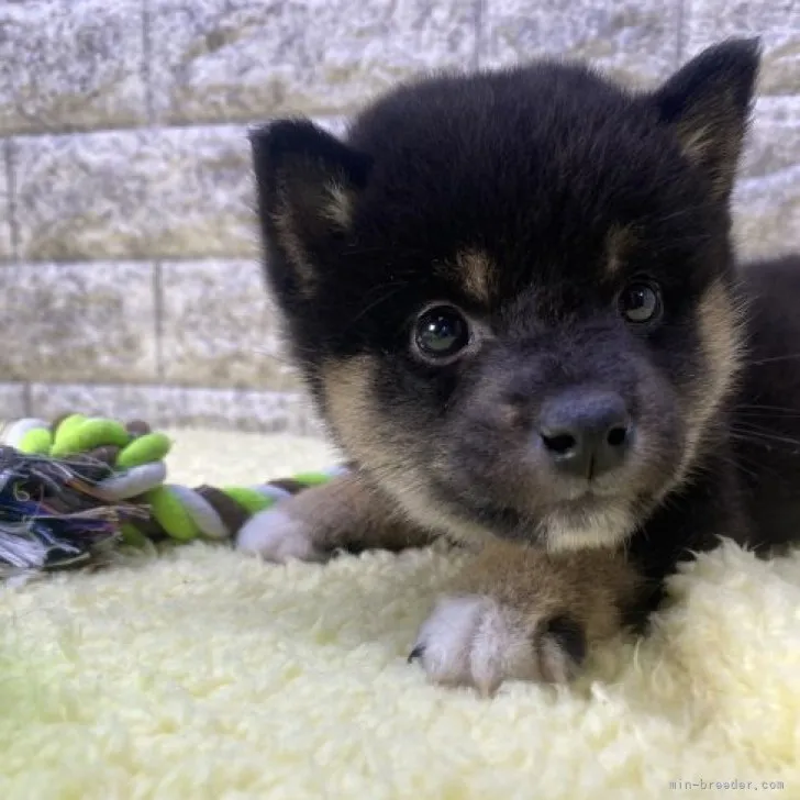 Ｊ 様のお迎えした子犬