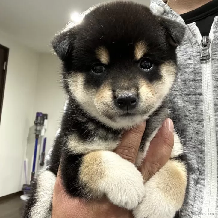 ID:2410-05228の子犬