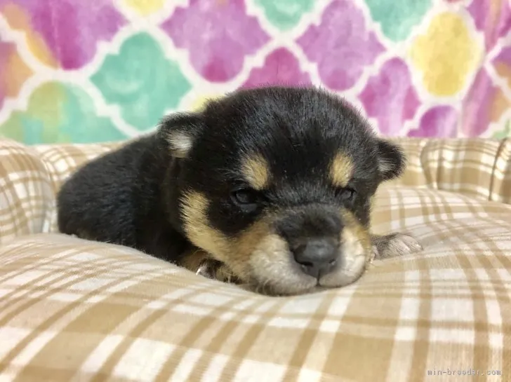 ID：1902-00594の子犬