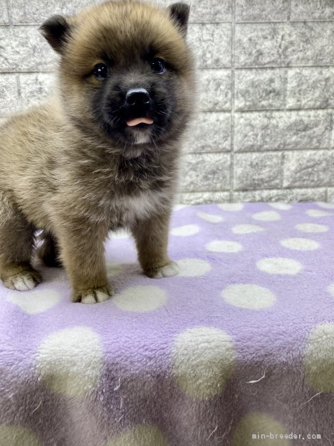 ポメ柴 茨城県 男の子 21年3月8日 オレンジ 僕の家族が決まりました みんなのブリーダー 子犬id 2104 ポメ柴 茨城県 男の子 21年3月8日 オレンジ 僕の家族が決まりました みんなのブリーダー 子犬id 2104