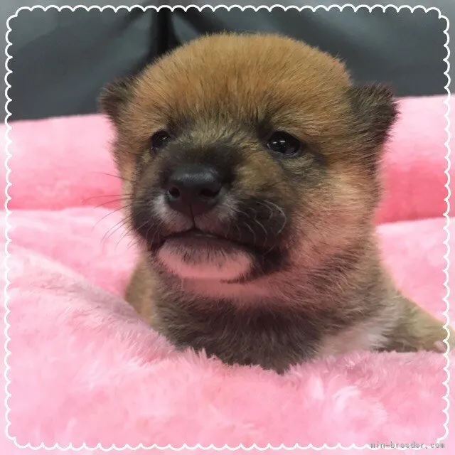 山田 様のお迎えした子犬