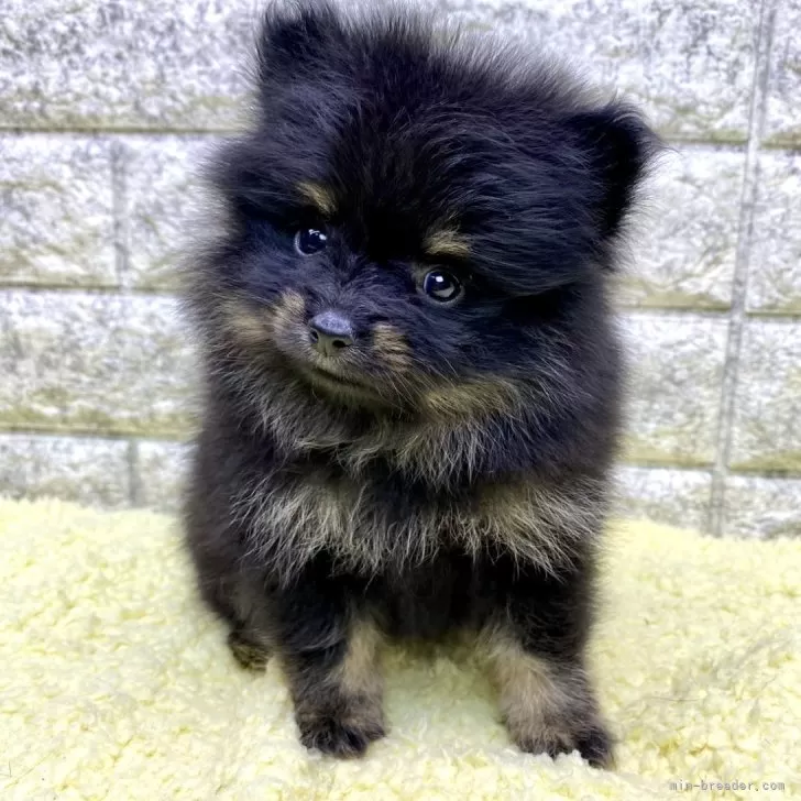 ID：2407-06979の子犬