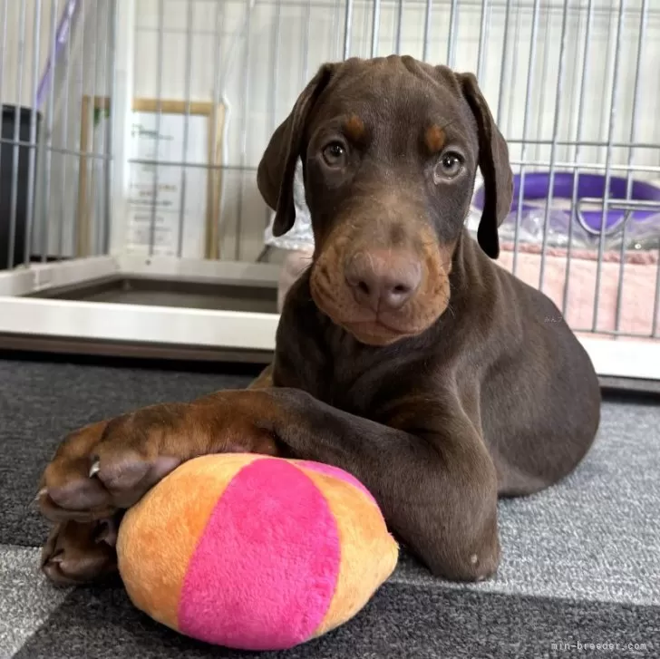 ID:2408-05715の子犬