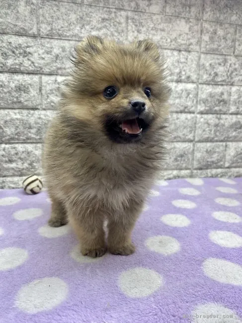ID:2103-01909の子犬