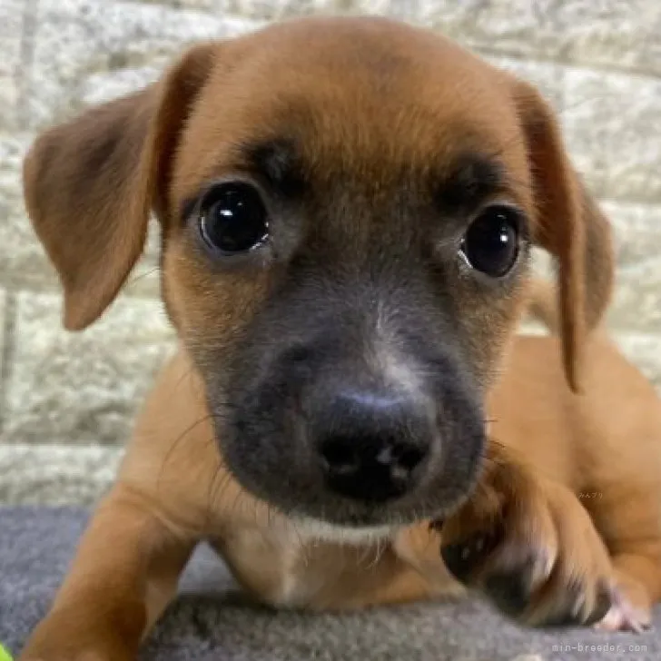ID:2309-06173の子犬