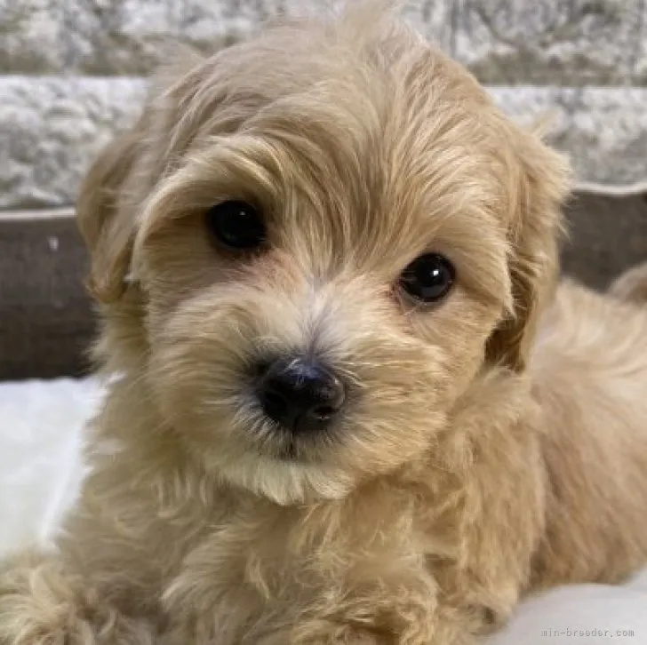 ID:2306-05926の子犬