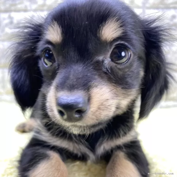 ID:2407-04147の子犬