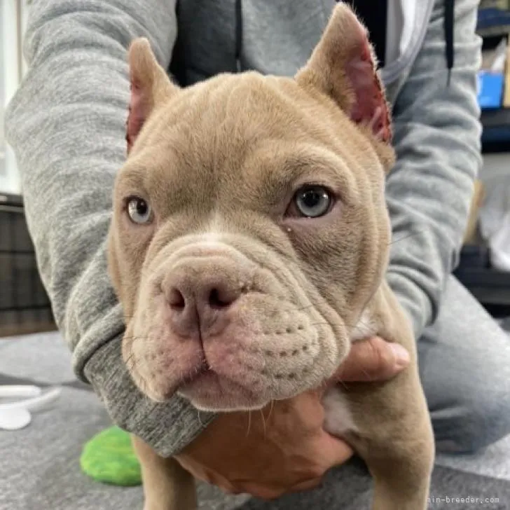 Y.K 様のお迎えした子犬