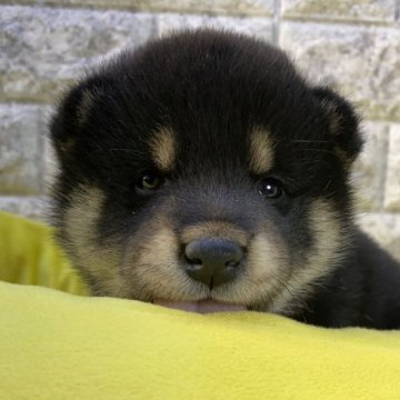 柴犬(標準サイズ)【茨城県・男の子・2024年2月24日・黒】の写真「⭐️僕の新しい家族が決まりました🎉🎉」