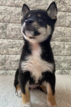 柴犬(豆柴)【茨城県・男の子・2020年8月15日・黒】の写真「僕の家族が決まりました🎉」