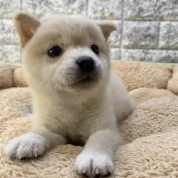 小豆柴 柴犬・極小豆柴・豆柴ブリーダー東京 | シバ屋