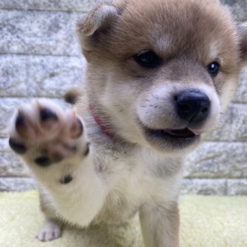 柴犬(豆柴)【茨城県・女の子・2024年9月16日・赤】の写真「⭐️新しい家族が決まりました🎉🎉」