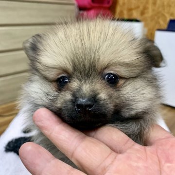 ポメラニアン【茨城県・女の子・2019年7月14日・オレンジ】の写真「ご家族様が決まりました🎉」