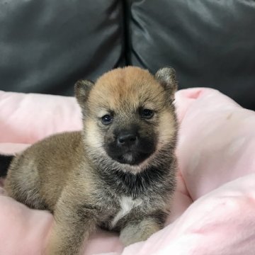 柴犬(豆柴)【茨城県・女の子・2018年6月20日・赤】の写真「パパ豆柴認定犬✖️ママ小ぶり柴犬です🎵」