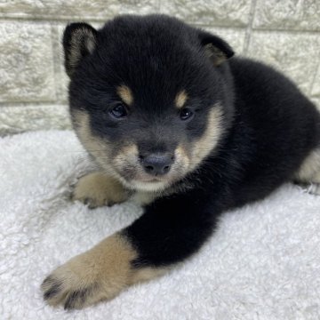 柴犬(豆柴)【茨城県・男の子・2024年9月22日・黒】の写真「⭐️僕の家族が決まりました🎉🎉」