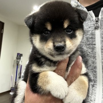 柴犬(豆柴)【茨城県・女の子・2024年9月19日・黒】の写真「⭐️新しい家族が決まりました🎉🎉」