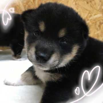 柴犬(標準サイズ)【茨城県・女の子・2017年7月29日・黒】の写真「可愛いです💕小ぶり予想予想😊」