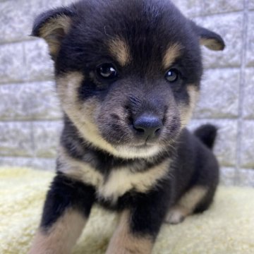 柴犬(標準サイズ)【茨城県・男の子・2024年9月19日・黒】の写真「⭐️僕の家族が決まりました🎉🎉」
