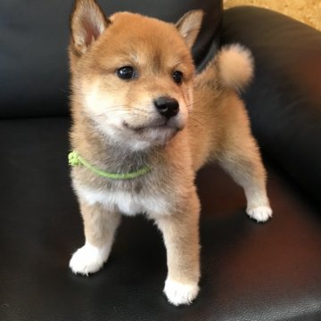 柴犬(標準サイズ)【茨城県・男の子・2017年9月13日・赤】の写真「僕の家族が決まりました‼️」