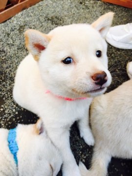 柴犬(標準サイズ)【茨城県・女の子・2016年9月15日・白】の写真「お父さんは豆柴認定犬です‼️人気の白柴です‼️」