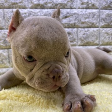 アメリカンブリー【茨城県・女の子・2024年4月1日・ライラック】の写真「⭐️パパKnox‼️めちゃ良い犬ですよー💯激レア」