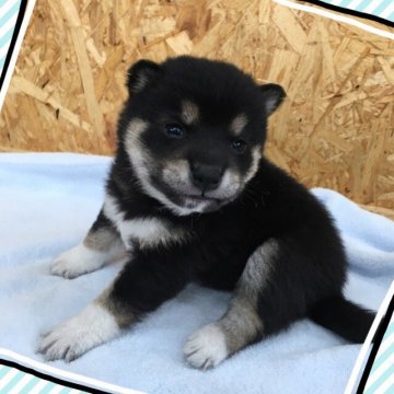 柴犬(豆柴)【茨城県・男の子・2017年8月9日・黒】の写真「僕の家族が決まりました‼️」