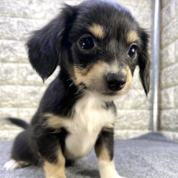 チワックス【茨城県・女の子・2022年11月17日・ブラックタン】の写真「⭐️僕の家族が決まりました🎉🎉」