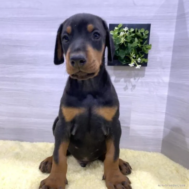 ID:2210-03851の子犬