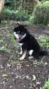 柴犬【・男の子・2018年4月17日・クロ】