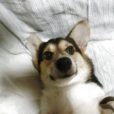 ウェルシュ・コーギー・ペンブローク