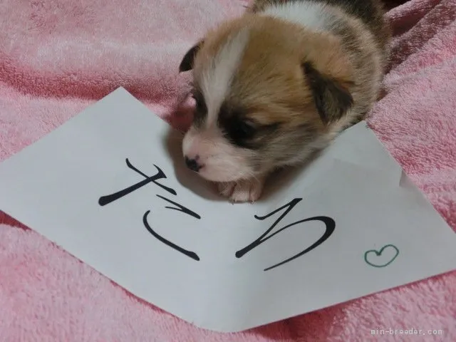 M,F 様のお迎えした子犬