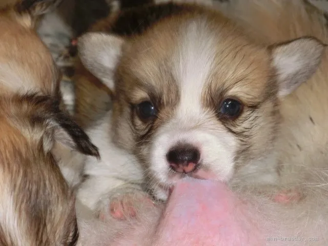 ID:2009-01748の子犬