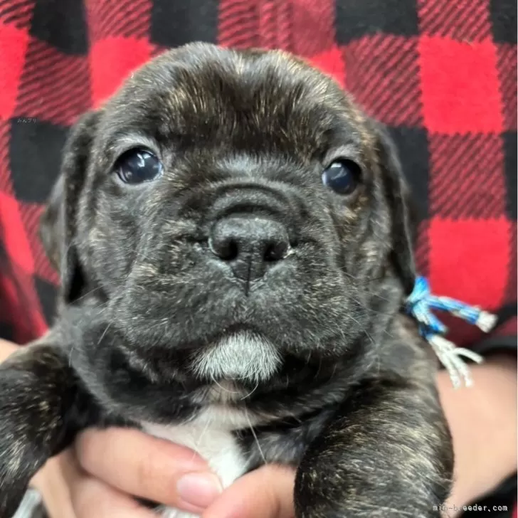 ID：2502-02209の子犬