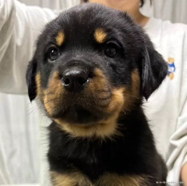 ID:2411-06798の子犬