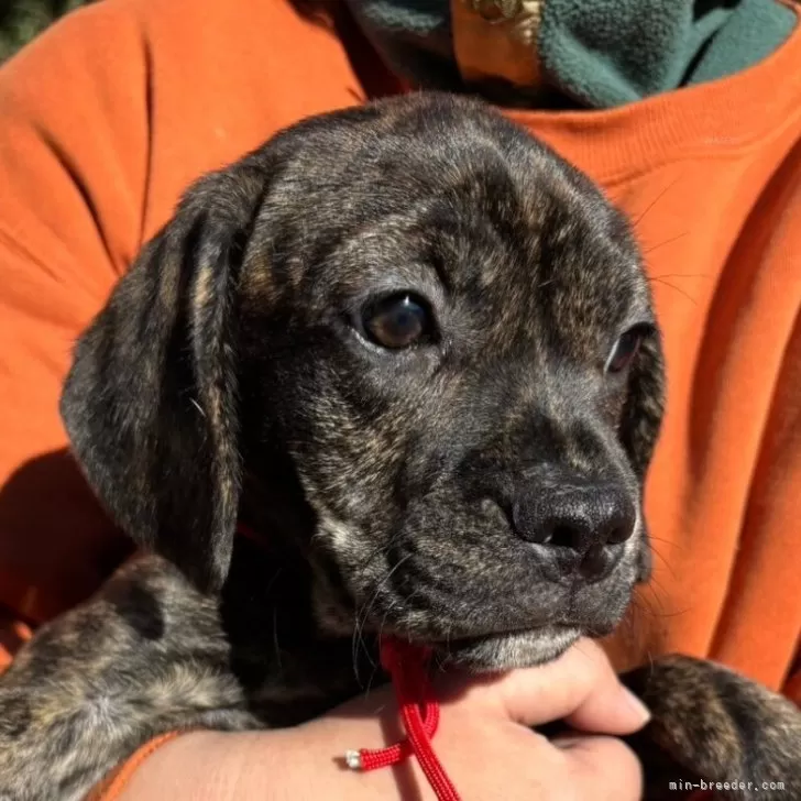 ID：2412-05136の子犬