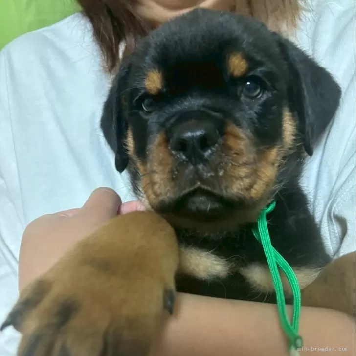 ロットワイラー【栃木県・男の子・2025年8月31日・ブラックタン】の写真1