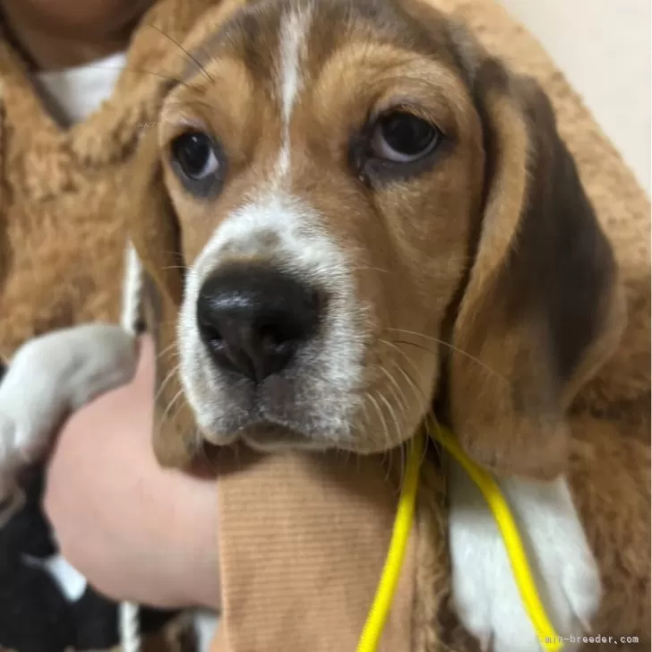 ID:2501-07620の子犬