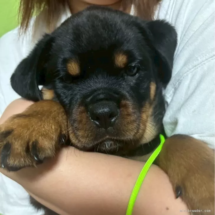 ロットワイラー【栃木県・男の子・2025年8月31日・ブラックタン】の写真1