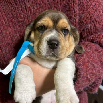 ビーグル【栃木県・女の子・2025年11月7日・トライカラー】の写真「食べるの大好き」