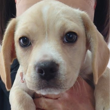 ミックス(フレンチブルドッグ×ビーグル)【栃木県・男の子・2025年1月6日・クリーム】の写真「父犬フレブル（外産）母犬ビーグル」