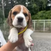 ビーグル