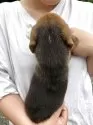 ビーグル【栃木県・女の子・2025年5月7日・トライカラー】の写真5